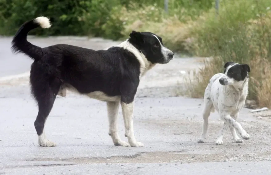 adespota_skylia_APEMPE_04_05_2020-1024x684-1024x684