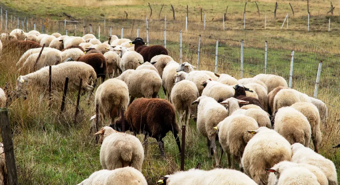 892d95f980393d3e1a17fb4f3f92c028_4426222-1-1-1