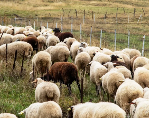 892d95f980393d3e1a17fb4f3f92c028_4426222-1-1-1