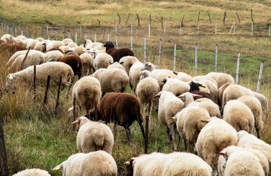 892d95f980393d3e1a17fb4f3f92c028_4426222-1-1-1