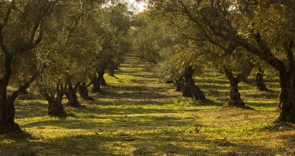ελαιοδεντρα