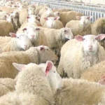 Περί επιλεκτικής ευαισθησίας