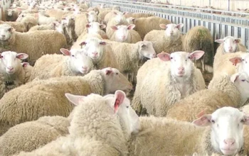 Περί επιλεκτικής ευαισθησίας