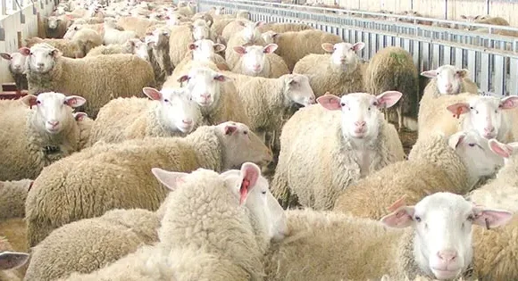 Περί επιλεκτικής ευαισθησίας