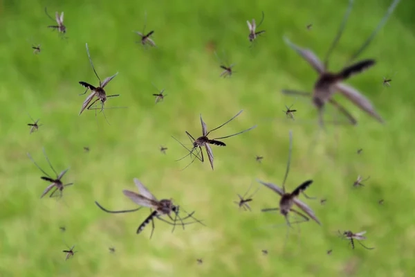 depositphotos_407998420-stock-photo-many-mosquitoes-fly-green-grass