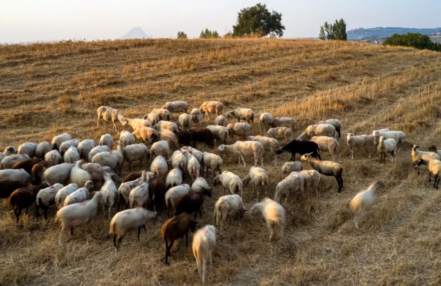 eulogia_aigoprovaton