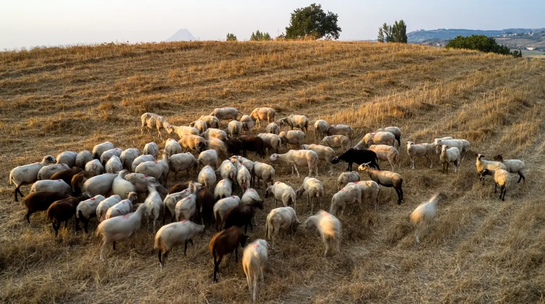 eulogia_aigoprovaton