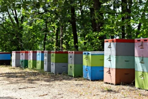 Μελισσοκομία στον Δ Αριστοτέλη