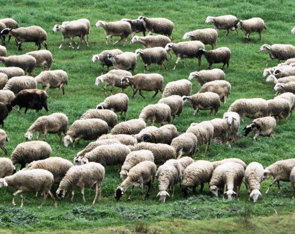 b8a2b7a4774807f38ca3bc867a324263_2433393-1-1