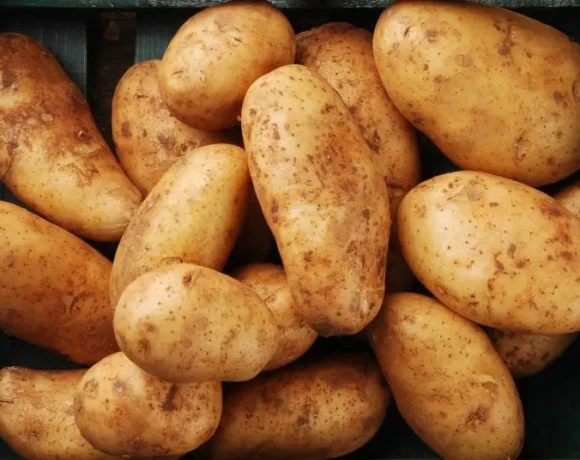 b_patates_orf