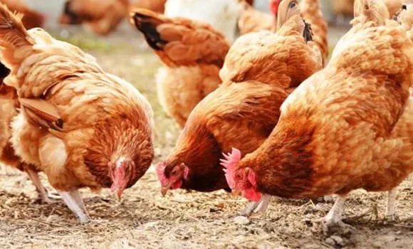 i-ptinotrofia-stin-ellada