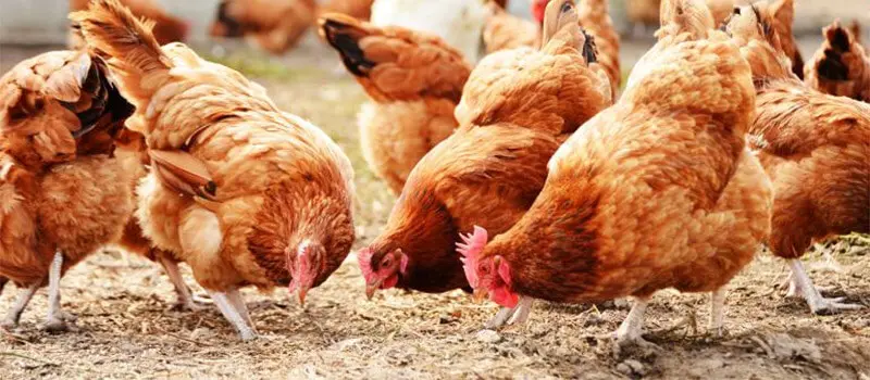 i-ptinotrofia-stin-ellada