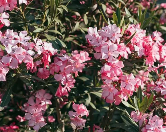 pikrodafni-anthektiki-frontida