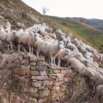 afthodis-4-1-448x336