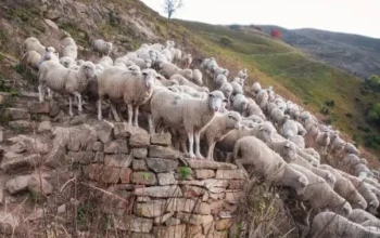 afthodis-4-1-448x336