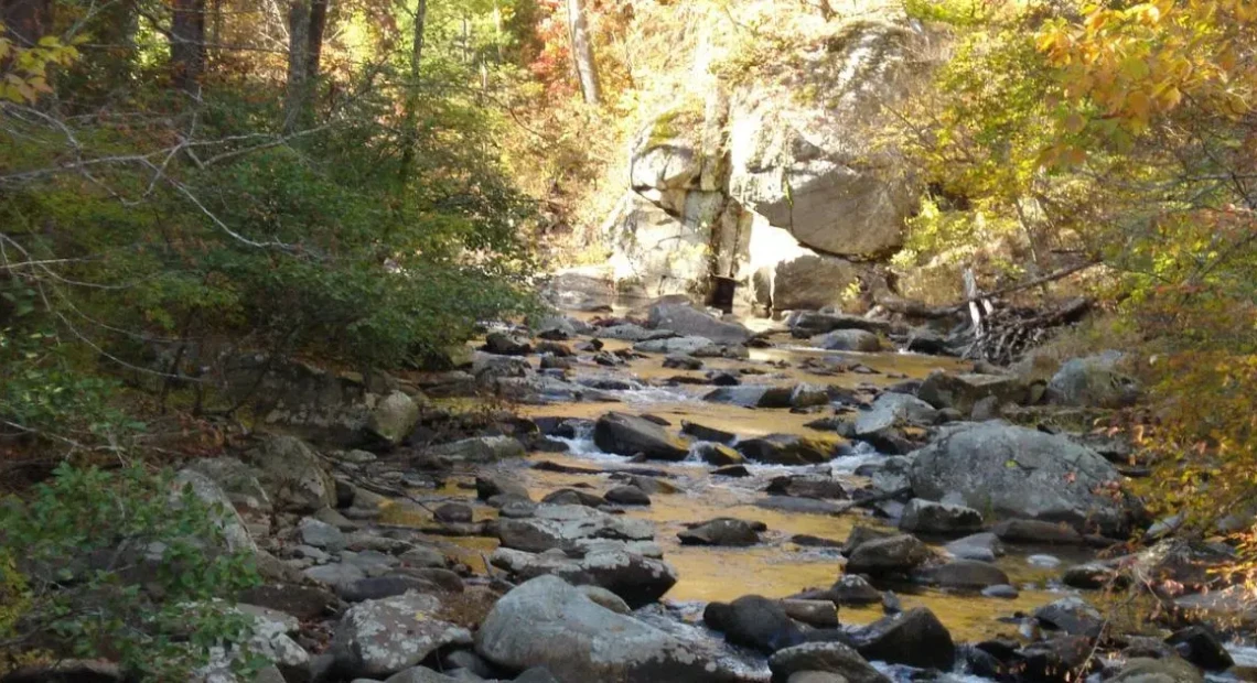 dasos_dasarheio_forest