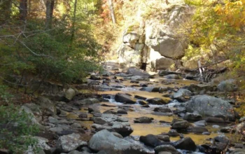 dasos_dasarheio_forest