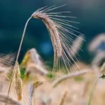 nickype-rye-5447847_1920