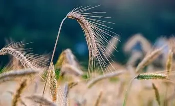 nickype-rye-5447847_1920