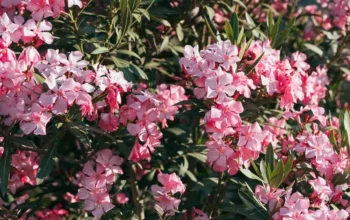 pikrodafni-anthektiki-frontida