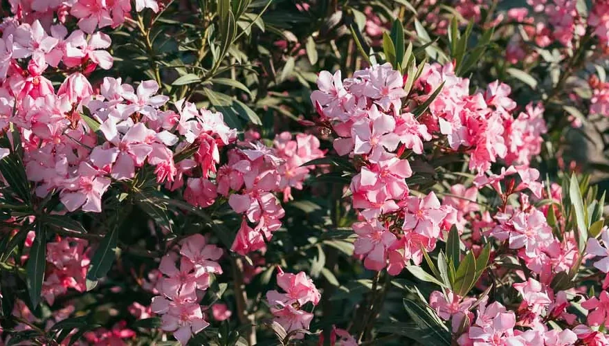 pikrodafni-anthektiki-frontida